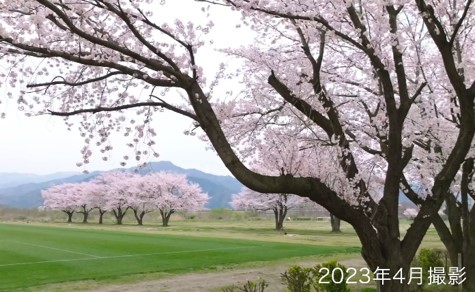 桜の木のアップ